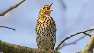 Bes Thrust Sound اجمل صوت سمن مجرب 