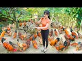 Download Lagu Selling Many Chicken After 6 Month of Raising - Go To Countryside Market Sell Chickens