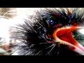 Download Lagu Suara Anakan Burung Hitam Papua Ekor Panjang