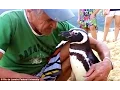 Download Lagu Peguin returns home every year to the Brazilian man who saved it