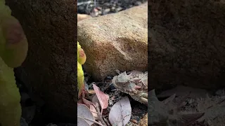 Our mascot, Dino, and his new friend, the horned lizard. #hike #hiking #adventure #backpackers