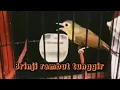Download Lagu Brinji rambut tunggir jantan