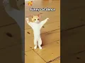 Download Lagu Dum dum dika dika 😍😄#catdance #viral #shorts