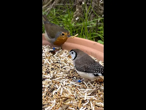Finch Aviary Owl Finch European Robin