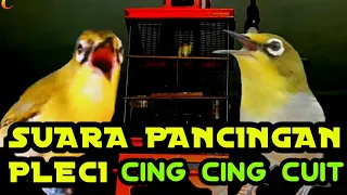 Download suara PANCINGAN PLECI cing cing cuit mempercepat pleci buka paruh dan gacor MP3