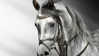 اروع الاناشيد الجهادية الاسلامية 