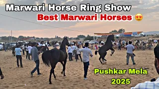 pushkar mela 2025 marwari horse show 2 teeth category pushkarmela2025