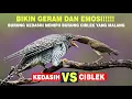 Download Lagu TAK TERDUGA! BEGINI CARA BURUNG KEDASIH MENSABOTASE SARANG CIBLEK!