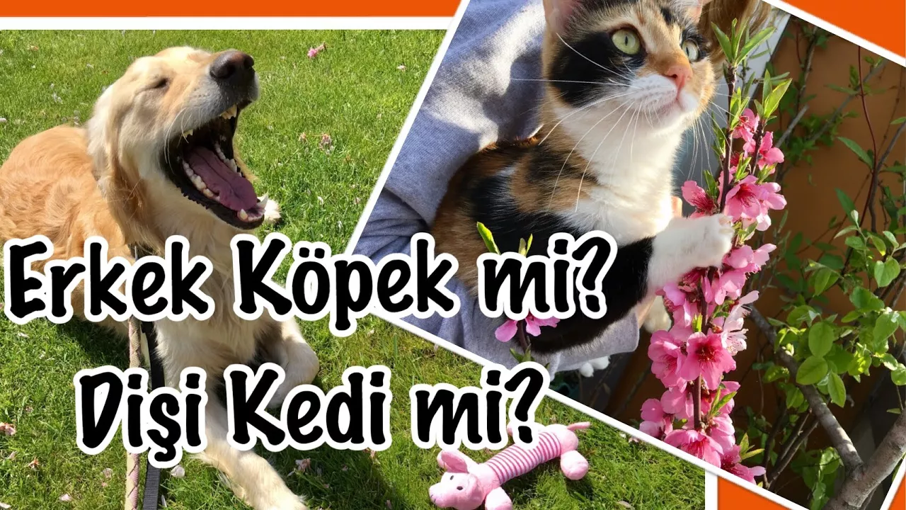 DİŞİ Mİ ERKEK Mİ ? | KÖPEK SEÇİMİ