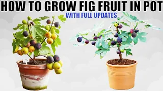 Grow Figs in Pots | Fig Planting Guide | WITH FULL UPDATES