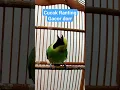 Download Lagu Cucak Ranting Gacor Dorr #kicaumania #cucakranting #birds Download Lagu Cucak Ranting Gacor Dorr #kicaumania #cucakranting #birds