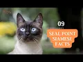 09 Interesting facts about seal point Siamese cats Seal Point Siamese Facts