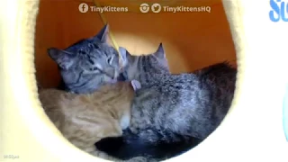 Grandpa Mason bathing kittens in a yellow submarine - TinyKittens com