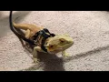 How to harness bearded dragon safely