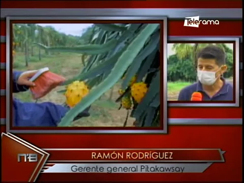 Exportaciones de Pitahaya aumentaron casi 60% durante 2021