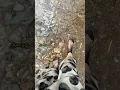 Download Lagu Stocking Socks | Nylon Stocking Fashion | Cute Socks #feet #fashionablefeet #footwear #fancysocks