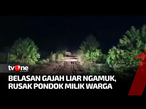 Kawanan Gajah Liar Mengamuk, Porak-Porandakan Tiga Pondok Petani