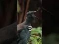 Lagu World’s Scariest Bird Sound! 😳🐦 | Suara Burung Paling Mengerikan! #Wildlife #Birds