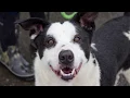 Adopt Roscoe