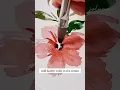 Lagu How to Paint a Simple Flower Using a Filbert Brush