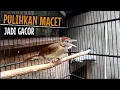 Download Lagu KAPAS TEMBAK GACOR || CEPAT PULIHKAN KAPAS TEMBAK MACET JADI BUNYI