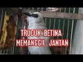 Download Lagu Suara Terapi Trucuk Males Bunyi Trucuk Betina Memanggil Jantan
