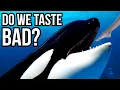 3 Apex Predators That Don t Hunt Humans