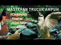 Download Lagu masteran trucukan materi istimewa || Murai Batu || Wambi || Cucak Rowo