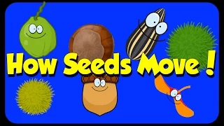 Seed Song How Seeds Move Seed Dispersal 