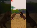 Download Lagu LION VS LION FIGHT TO DEATH DON'T UNDERESTIMATE 😱 🦁 | #animals #wildlife #viral #lion