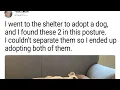 Animals That Found Homes and Gave Their New Owners Tons of Love