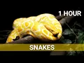 Snakes 1 HOUR SCREENSAVER Relaxing Ambient Music Colorful
