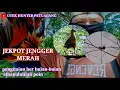 Download Lagu BERBURU‼️PENGINTAIAN BERBULAN- BULAN AKHIRNYA TUMBANG AYAM HUTAN@nurshidiq-gv6jx