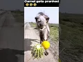 camel gets pranked into eating a lemon