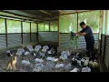 Download Lagu RABBIT FARMING│ Everything you need to know about RABBIT RAISING! How to become successful
