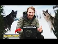 Download Lagu I Left $100K in Cameras on a Wolf Kill. Here's What They Captured.