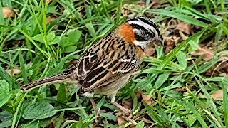 Tico tico cantando enquanto se alimenta na natureza !!