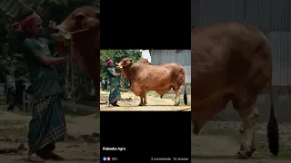       دندنها