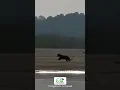 Lagu Video Jaguar
