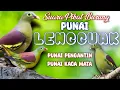 Download Lagu SUARA PIKAT BURUNG PUNAI LENGGUAK / PUNAI PENGANTIN / PUNAI KACAMATA / PUNAI STABILO.