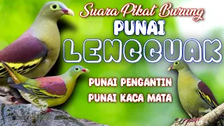suara pikat burung punai lengguak punai pengantin punai kacamata punai stabilo 