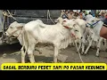 Download Lagu Hunting Pedet Sapi PO Di Pasar Sapi Kebumen Hari Ini