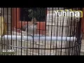Download Lagu Burung Yuhina Gacor
