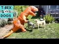 T-Rex vs German Shorthaired Pointer Labrador