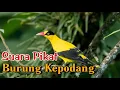Download Lagu Dijamin Ampuh..!!Suara Pikat Burung Kepodang Terbaru 2022