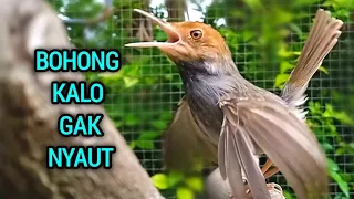 pikat prenjak kepala merah suara terbaik paling ampuh bikin prenjak gacor