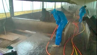 Limpeza, desinfecção e vazio sanitário em granjas de suínos