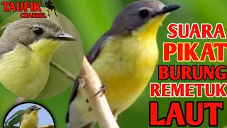 Download Suara pikat burung remetuk laut MP3