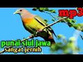 Download Lagu Suara pikat burung punai siul,suara burung punai siul jawa