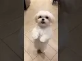 Download Lagu cute dog patli kamariya mor hai hai funny video 😂😂🤣#trending #shorts